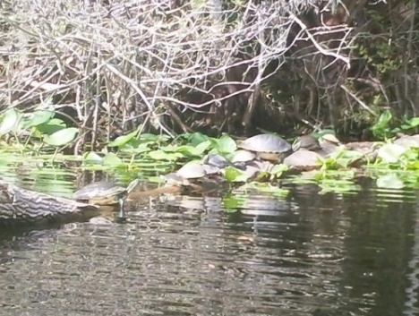 paddling Rock Springs Run, wildlife