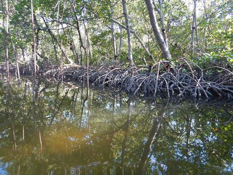 paddling Bunche Beach, Great Calusa Blueway, kayak, canoe