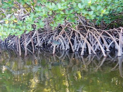 paddling Bunche Beach, Great Calusa Blueway, kayak, canoe