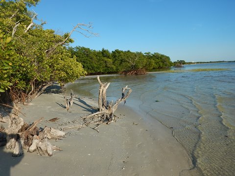 paddling Bunche Beach, Great Calusa Blueway, kayak, canoe