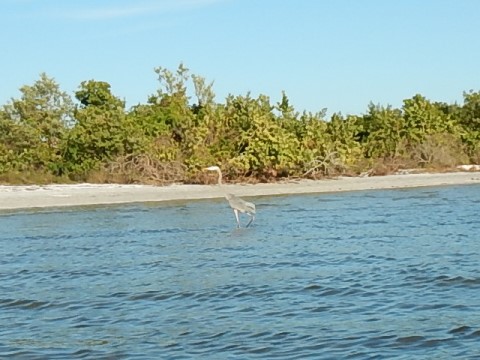 paddling Bunche Beach, Great Calusa Blueway, kayak, canoe