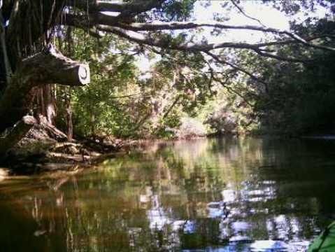 paddle Estero River. Great Calusa Blueway, kayak, canoe