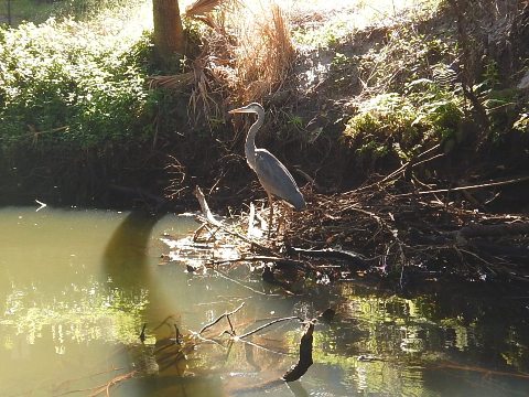 paddling Estero River, Great Calusa Blueway, kayak, canoe