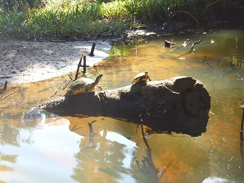 paddling Estero River, Great Calusa Blueway, kayak, canoe