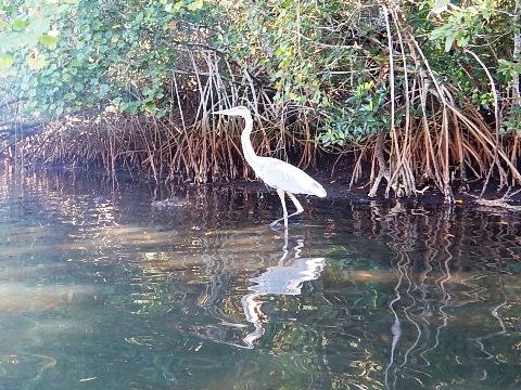 paddling Estero River, Great Calusa Blueway, kayak, canoe