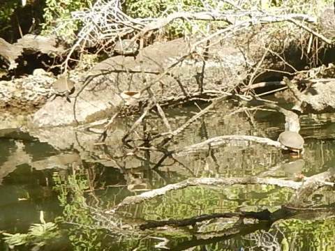 paddling Estero River, Great Calusa Blueway, kayak, canoe