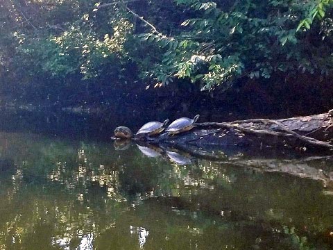 paddling Imperial River, Great Calusa Blueway, kayak, canoe