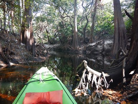 paddling Imperial River, Great Calusa Blueway, kayak, canoe