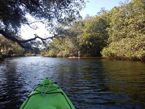 paddling Imperial River, Great Calusa Blueway, kayak, canoe