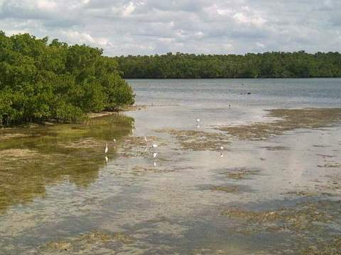 paddling Lovers Key, Great Calusa Blueway, kayak, canoe