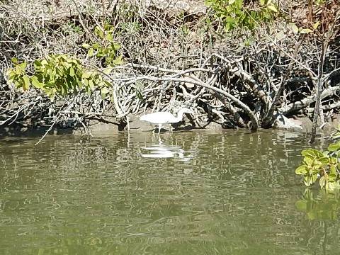 paddling Lovers Key, Great Calusa Blueway, kayak, canoe