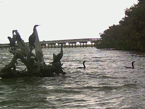 paddling Lovers Key, Great Calusa Blueway, kayak, canoe