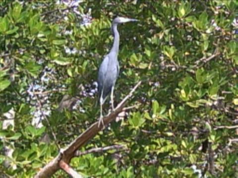 paddling Lovers Key, Great Calusa Blueway, kayak, canoe