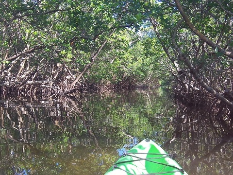 paddling Sanibel Island, Commodore Creek