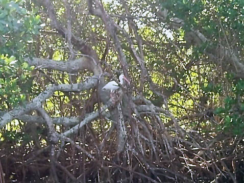 paddling sanibel Island, Ding Darling, Wildlife