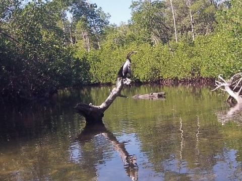 paddling sanibel Island, Ding Darling, Wildlife