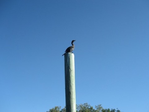 paddling sanibel Island, Ding Darling, Wildlife