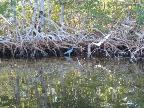 paddling sanibel Island, Ding Darling, Wildlife