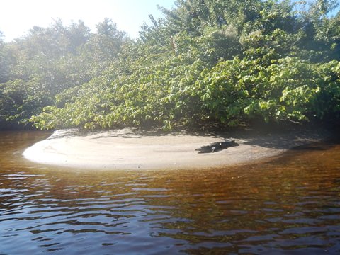 paddling Telegraph Creek, Great Calusa Blueway, kayak, canoe