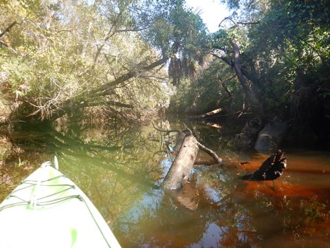 paddling Telegraph Creek, Great Calusa Blueway, kayak, canoe