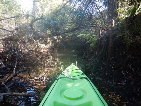 paddling Telegraph Creek, Great Calusa Blueway, kayak, canoe