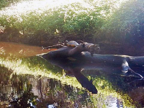 paddling Telegraph Creek, Great Calusa Blueway, kayak, canoe