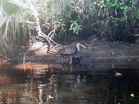 paddling Telegraph Creek, Great Calusa Blueway, kayak, canoe