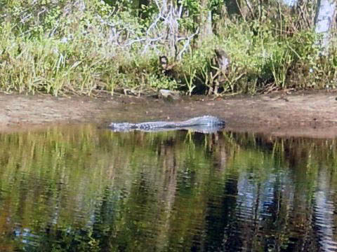 paddling Telegraph Creek, Great Calusa Blueway, kayak, canoe