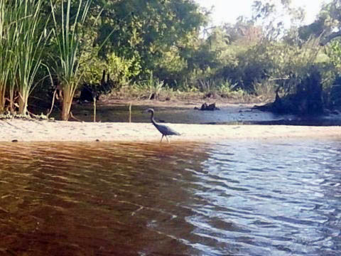 paddling Telegraph Creek, Great Calusa Blueway, kayak, canoe