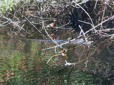 paddling Telegraph Creek, Great Calusa Blueway, kayak, canoe