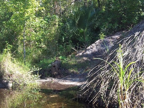 Alexander Springs Run, kayak, canoe