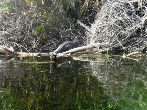 Alexander Springs Run, kayak, canoe