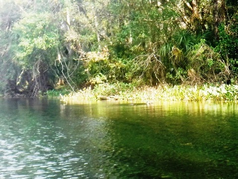 Alexander Springs Run, kayak, canoe