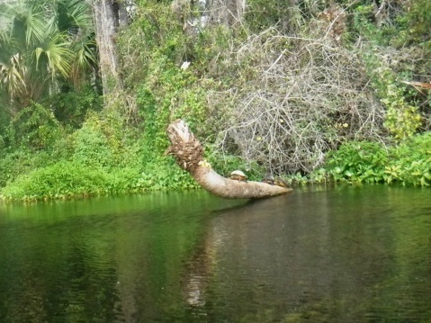 Alexander Springs Run, kayak, canoe