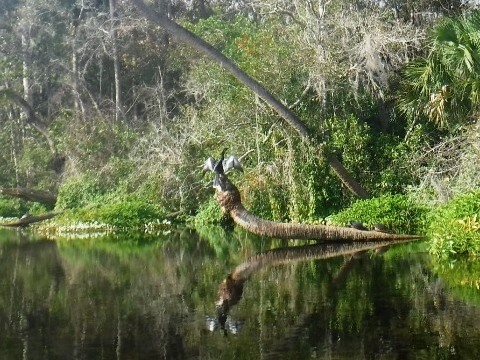 Alexander Springs Run, kayak, canoe