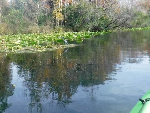 Alexander Springs Run, kayak, canoe