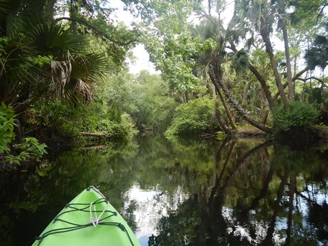 Black Water Creek, Seminole State Forest