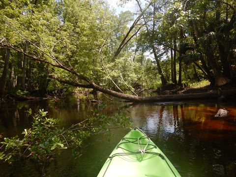 Black Water Creek, Seminole State Forest