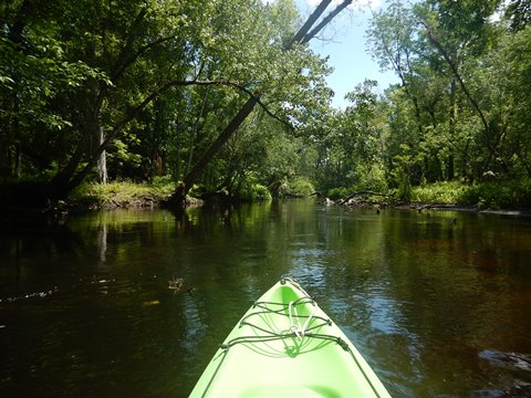 Black Water Creek, Seminole State Forest