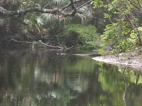 Black Water Creek, Seminole State Forest