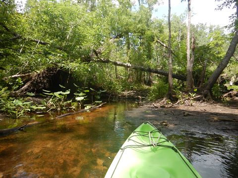 Black Water Creek, Seminole State Forest