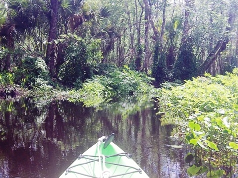 Black Water Creek, Seminole State Forest