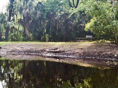 Black Water Creek, Seminole State Forest