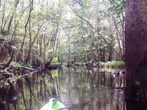 Black Water Creek, Seminole State Forest