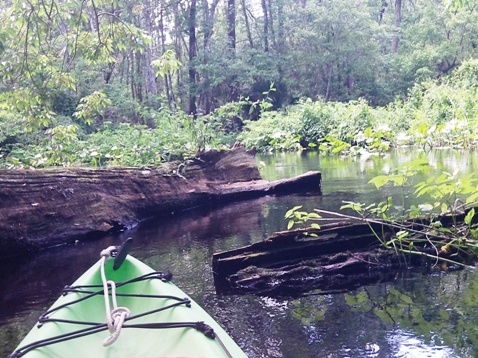 Black Water Creek, Seminole State Forest