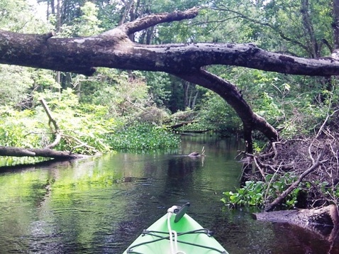 Black Water Creek, Seminole State Forest