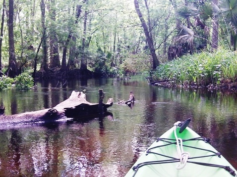 Black Water Creek, Seminole State Forest