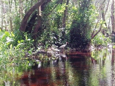 Black Water Creek, Seminole State Forest