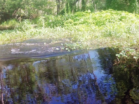 Black Water Creek, Seminole State Forest