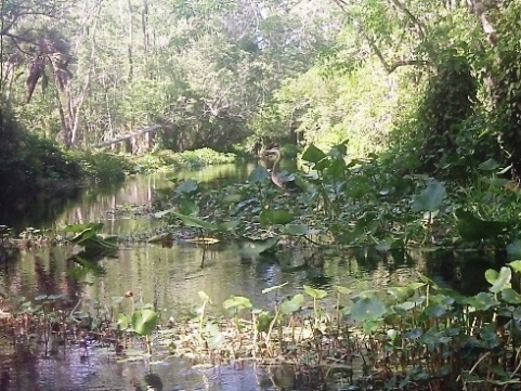 Black Water Creek, Seminole State Forest